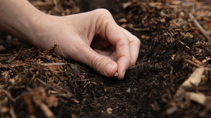 How To Plant Seeds in a Back to Eden Garden