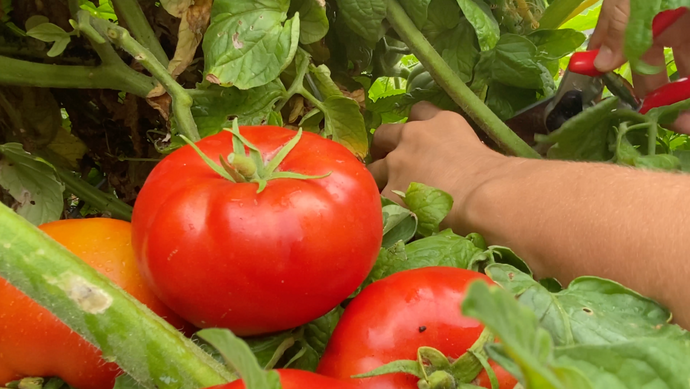 Tomato Seedlings Growing Indoors and Transplanting