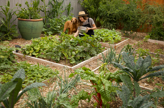 How To Grow a No-Dig Vegetable Garden on Top of Grasses and Weeds