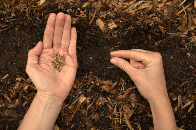 The Importance of Buying Organic Seeds