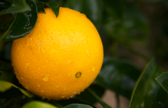Best Fruit Trees for Garden & Orchard