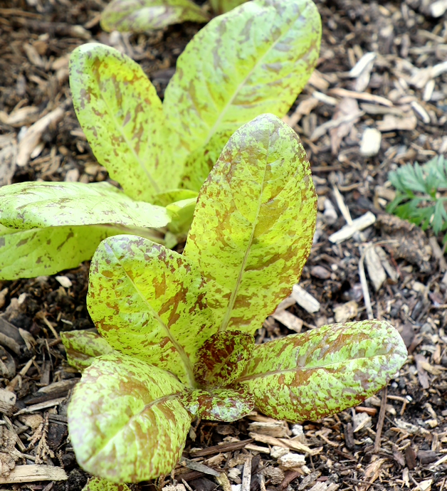 How to Grow the Best Spring Greens & Lettuces