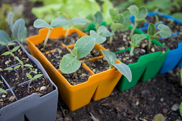 Seed Starting for Best Gardening Results
