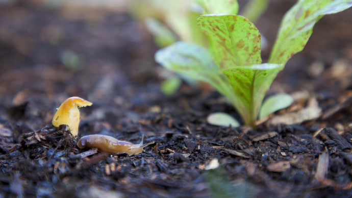 Organic Pest Control for Vegetable Gardening & Orchards