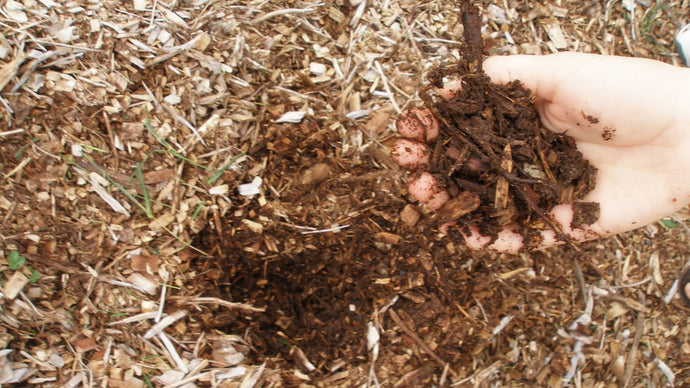 What Kind of Mulch is Termite Resistant?