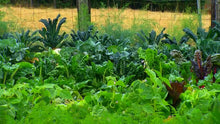 Load image into Gallery viewer, Back to Eden Gardening DVD